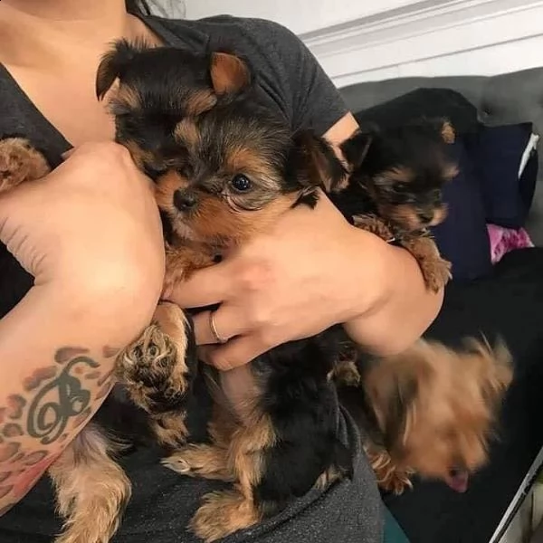  adorabili cuccioli di yorkshire terrier maschio e femmina