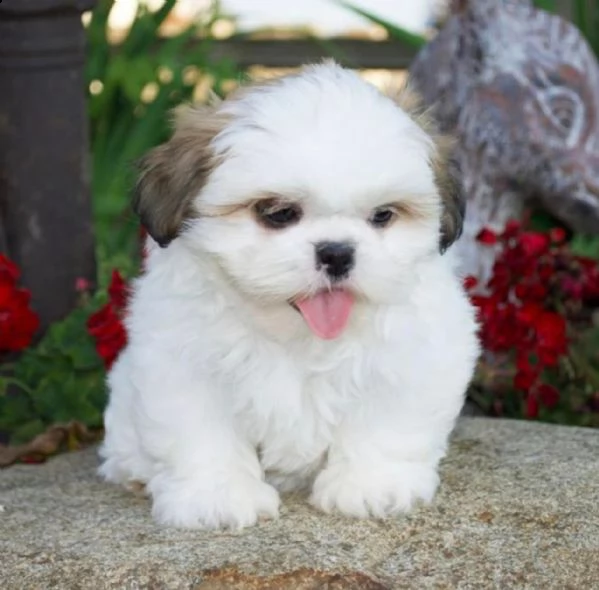 adorabili cuccioli di shih tzu maschi e femmine