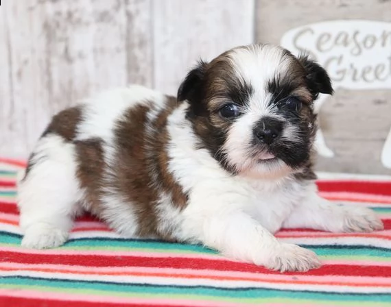 regalo cuccioli shih tzu