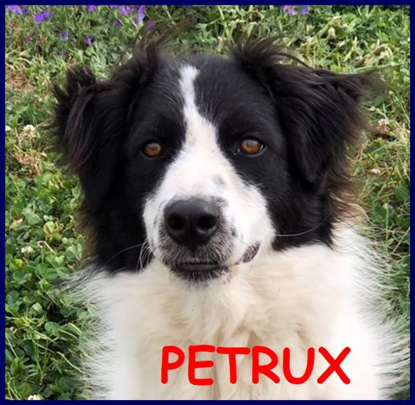 petrux, meraviglioso cagnolone 5 anni e mezzo cerca ancora la sua famiglia ideale!!!