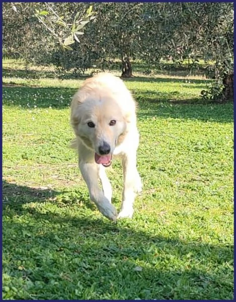 LUCKY-COTONE, CANE TAGLIA MEDIA | Foto 1