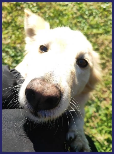 LUCKY-COTONE, CANE TAGLIA MEDIA | Foto 0