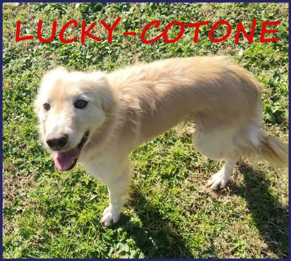 LUCKY-COTONE, CANE TAGLIA MEDIA