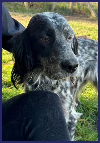 TANZANIA, DOLCE SETTERINA SENZA CODA, 4 ANNI | Foto 6