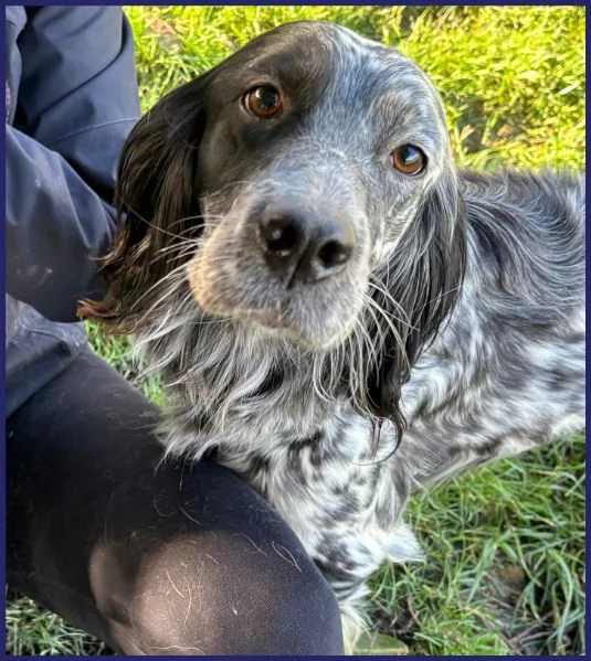 TANZANIA, DOLCE SETTERINA SENZA CODA, 4 ANNI | Foto 3