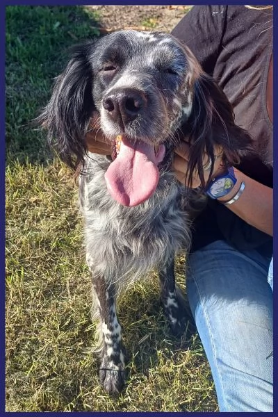 TANZANIA, DOLCE SETTERINA SENZA CODA, 4 ANNI | Foto 2