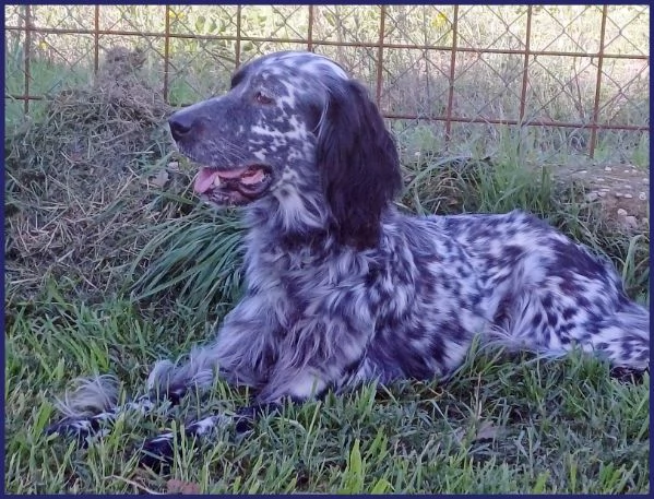 TANZANIA, DOLCE SETTERINA SENZA CODA, 4 ANNI | Foto 0