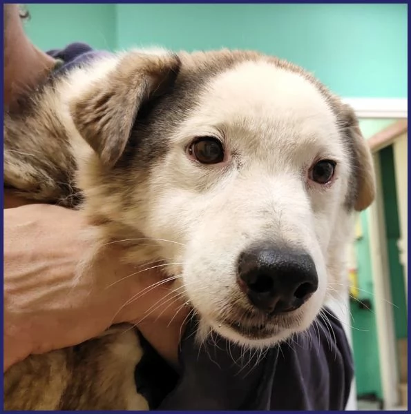 GENGIS CAN, TENERO NONNINO DI 12 ANNI | Foto 5