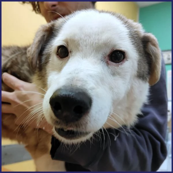 GENGIS CAN, TENERO NONNINO DI 12 ANNI | Foto 3