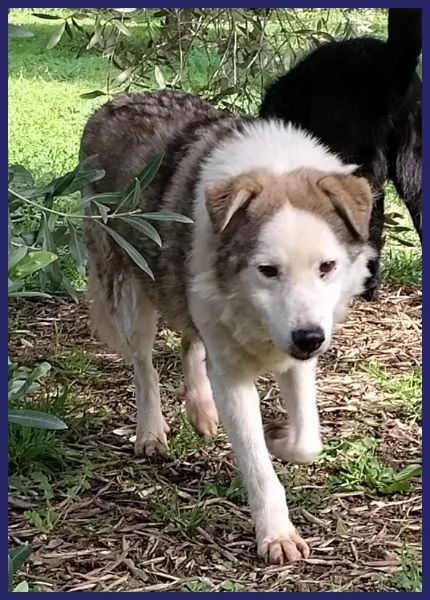 GENGIS CAN, TENERO NONNINO DI 12 ANNI | Foto 2