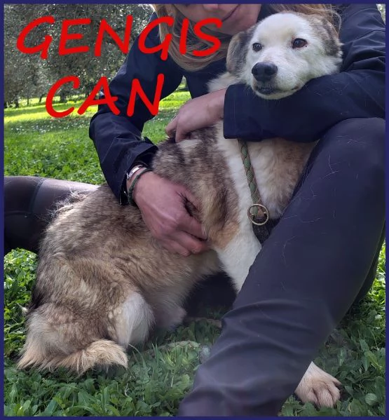 GENGIS CAN, TENERO NONNINO DI 12 ANNI