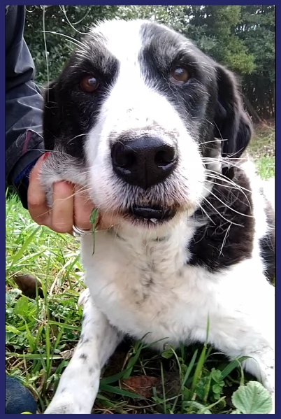 CHIANINA, 12 ANNI DI VITA IN GABBIA | Foto 4