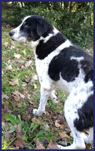 CHIANINA, 12 ANNI DI VITA IN GABBIA | Foto 3