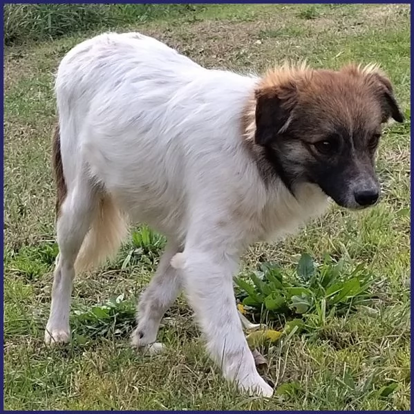 METZCAL, CUCCIOLONE 9 MESI TAGLIA PICCOLA | Foto 6
