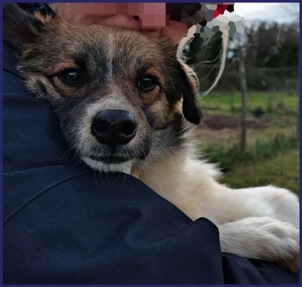 METZCAL, CUCCIOLONE 9 MESI TAGLIA PICCOLA | Foto 5