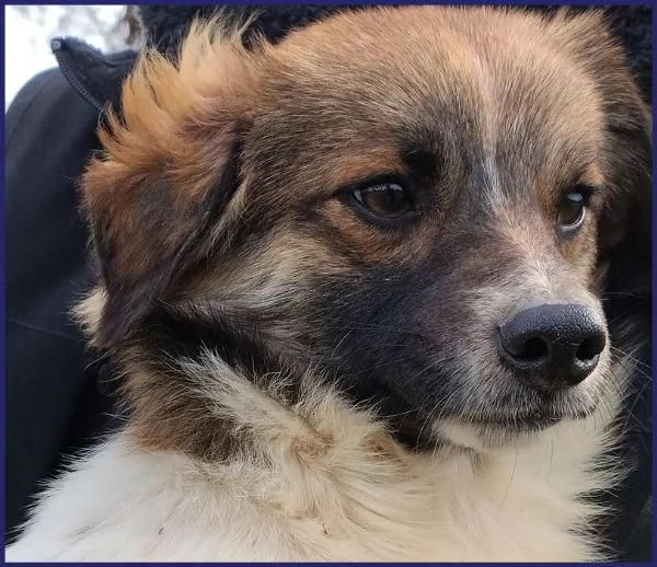 METZCAL, CUCCIOLONE 9 MESI TAGLIA PICCOLA | Foto 4