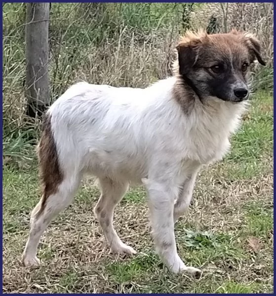 METZCAL, CUCCIOLONE 9 MESI TAGLIA PICCOLA | Foto 3
