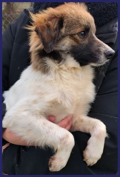 METZCAL, CUCCIOLONE 9 MESI TAGLIA PICCOLA | Foto 2