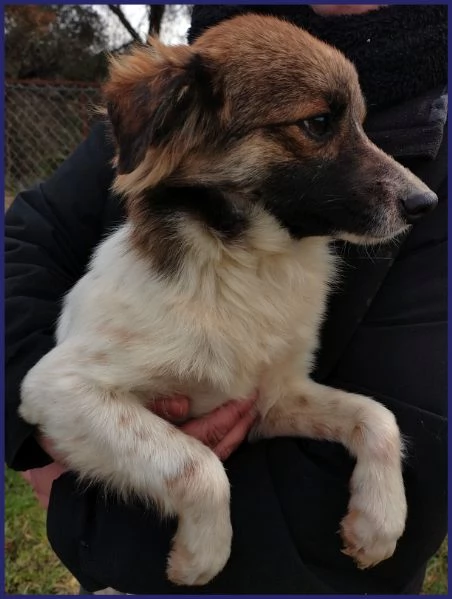 METZCAL, CUCCIOLONE 9 MESI TAGLIA PICCOLA | Foto 0