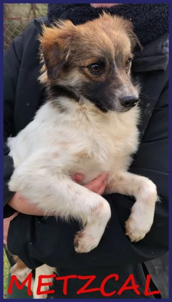 METZCAL, CUCCIOLONE 9 MESI TAGLIA PICCOLA