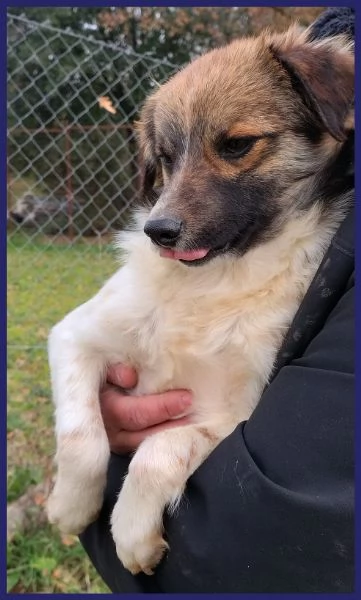 METZCAL, CUCCIOLONE 9 MESI TAGLIA PICCOLA | Foto 1