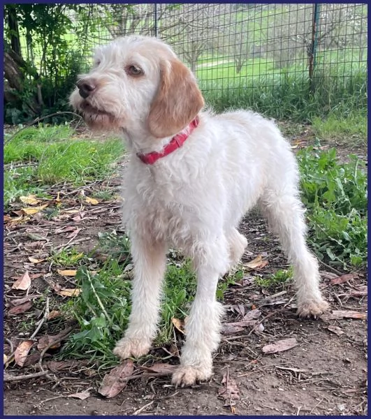 SPIGA, TENERA SPINONCINA 3 ANNI | Foto 6