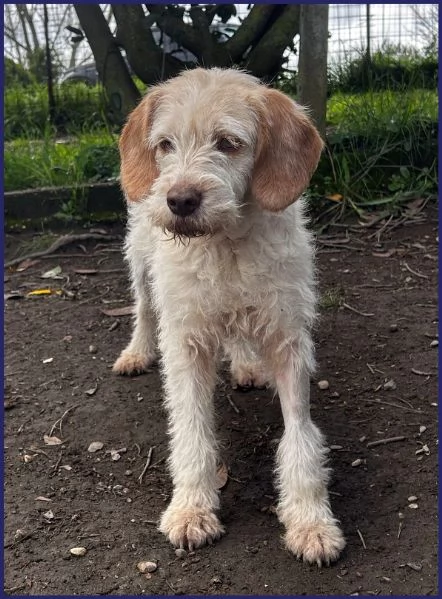 SPIGA, TENERA SPINONCINA 3 ANNI | Foto 5