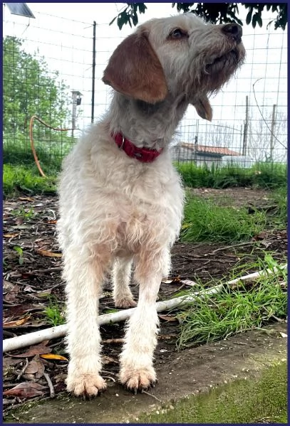 SPIGA, TENERA SPINONCINA 3 ANNI | Foto 4