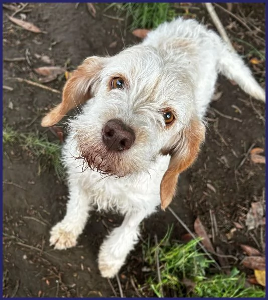 SPIGA, TENERA SPINONCINA 3 ANNI | Foto 3
