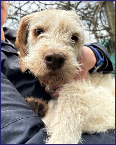 SPIGA, TENERA SPINONCINA 3 ANNI | Foto 2