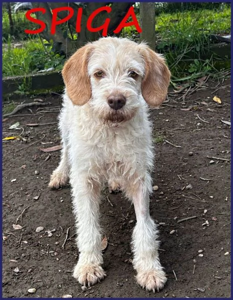 SPIGA, TENERA SPINONCINA 3 ANNI