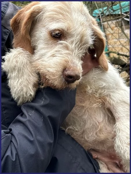 SPIGA, TENERA SPINONCINA 3 ANNI | Foto 1