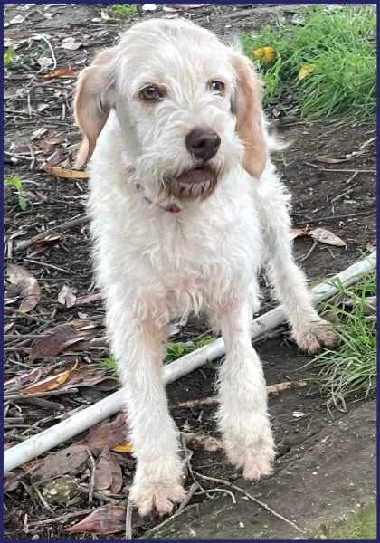 SPIGA, TENERA SPINONCINA 3 ANNI | Foto 0