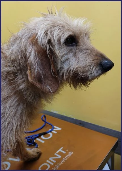 GIACOMO, CANE BUONO E TRANQUILLO, 4 ANNI | Foto 6