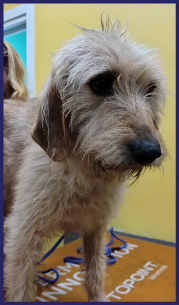 GIACOMO, CANE BUONO E TRANQUILLO, 4 ANNI | Foto 5