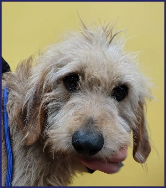 GIACOMO, CANE BUONO E TRANQUILLO, 4 ANNI | Foto 4