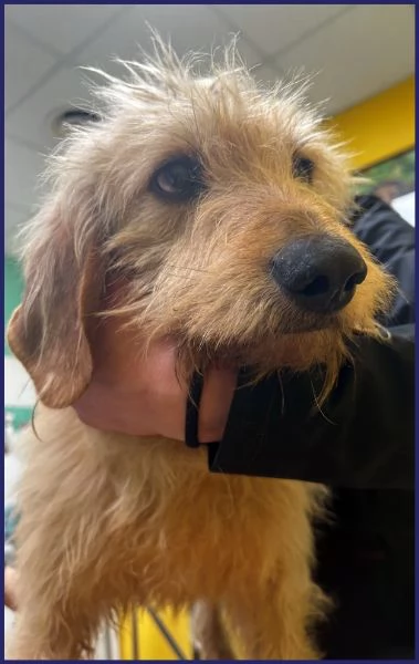 GIACOMO, CANE BUONO E TRANQUILLO, 4 ANNI | Foto 3