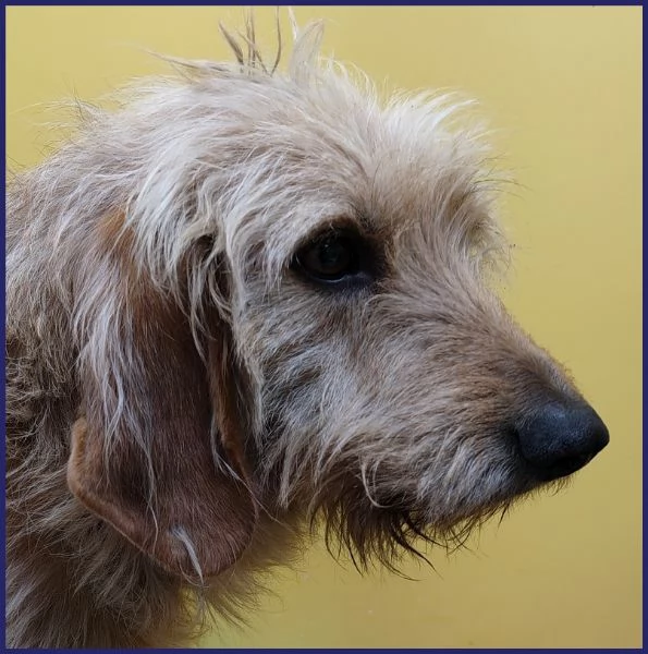 GIACOMO, CANE BUONO E TRANQUILLO, 4 ANNI | Foto 2