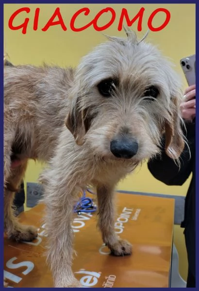 GIACOMO, CANE BUONO E TRANQUILLO, 4 ANNI
