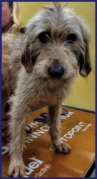 GIACOMO, CANE BUONO E TRANQUILLO, 4 ANNI | Foto 1