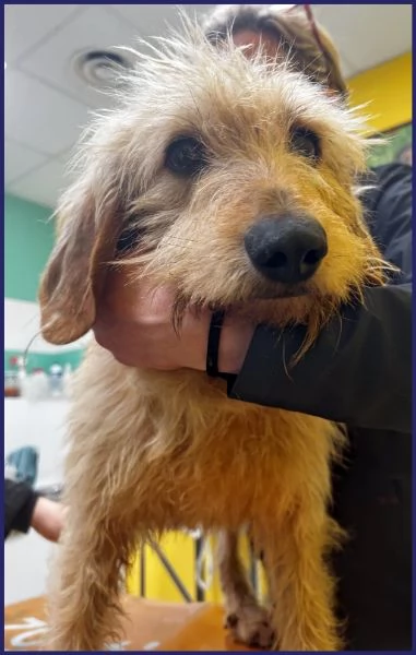 GIACOMO, CANE BUONO E TRANQUILLO, 4 ANNI | Foto 0