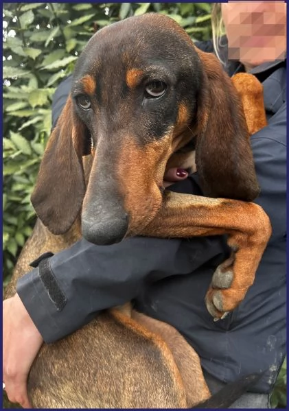 ORAZIO, TENERO SEGUGIO 2 ANNI | Foto 5