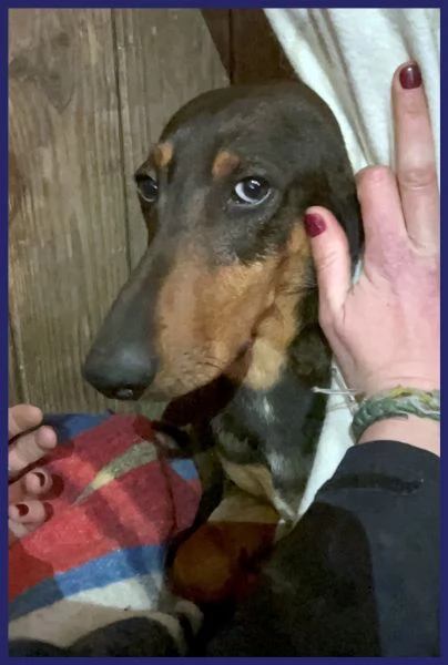 ORAZIO, TENERO SEGUGIO 2 ANNI | Foto 4