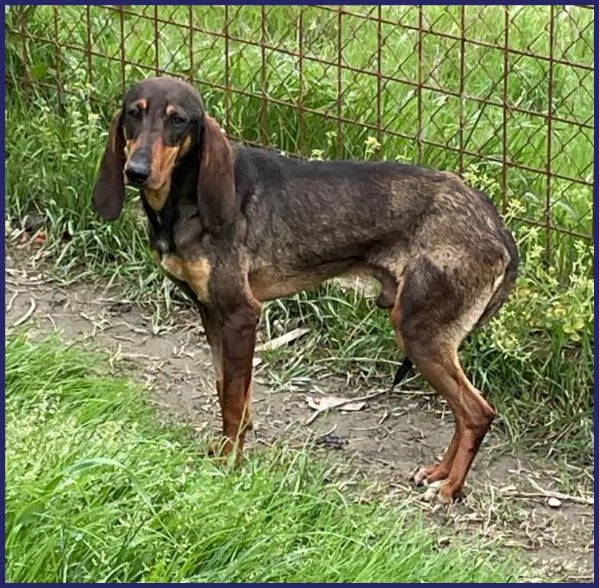 ORAZIO, TENERO SEGUGIO 2 ANNI | Foto 3