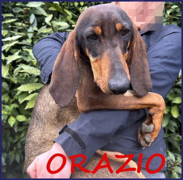 ORAZIO, TENERO SEGUGIO 2 ANNI