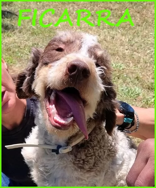 FICARRA, SIMIL LAGOTTINO 2 ANNI