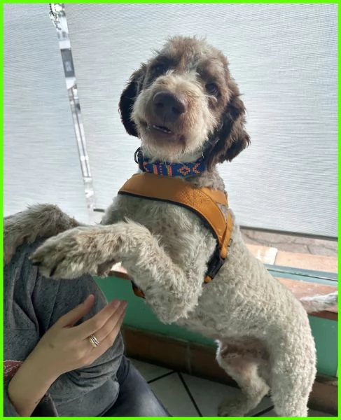 FICARRA, SIMIL LAGOTTINO 2 ANNI | Foto 5