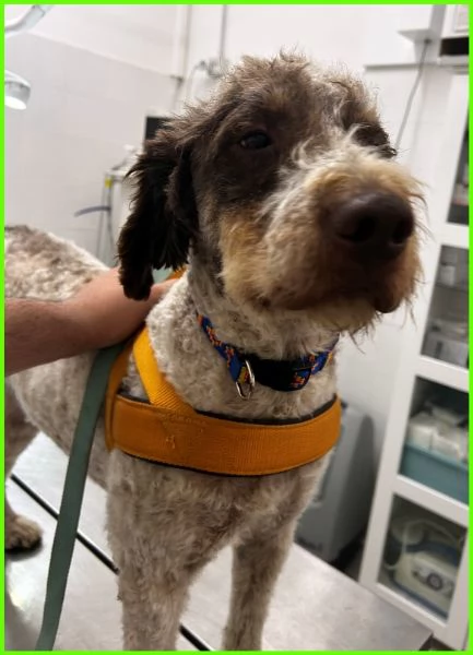 FICARRA, SIMIL LAGOTTINO 2 ANNI | Foto 4