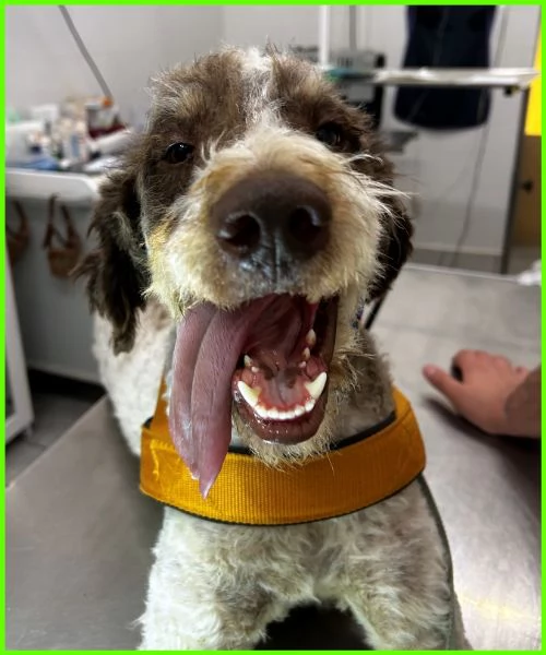 FICARRA, SIMIL LAGOTTINO 2 ANNI | Foto 3