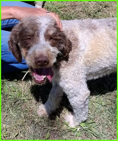 FICARRA, SIMIL LAGOTTINO 2 ANNI | Foto 2